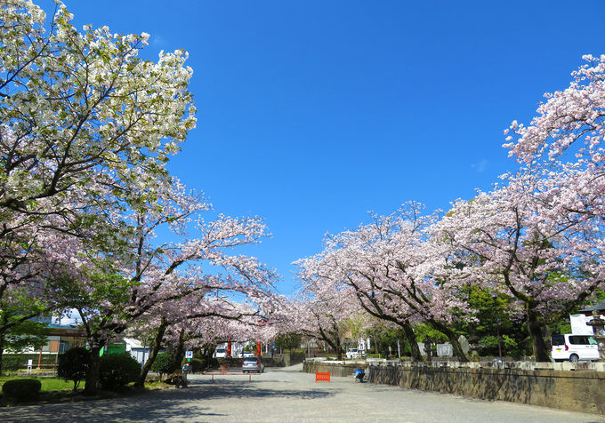浅間大社は桜の名所！「富士宮やきそば」も見逃せない