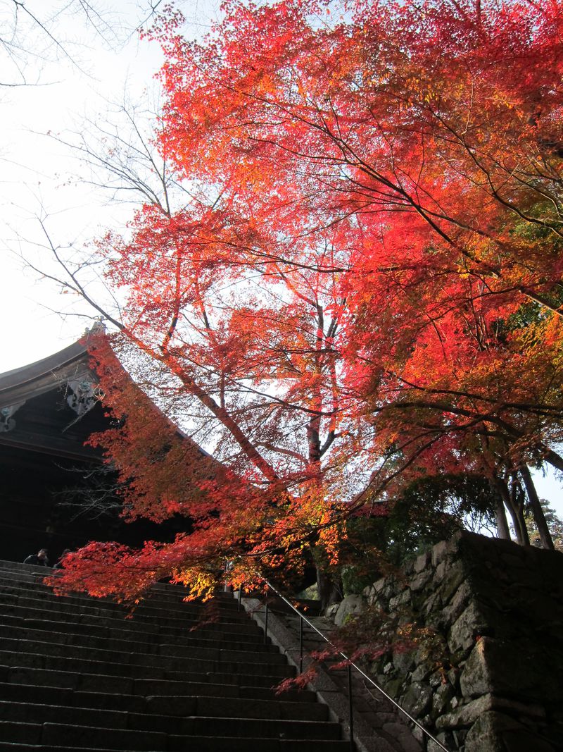 京都から30分！穴場の滋賀「三井寺」で“紅葉トンネル”を静かに満喫
