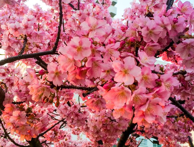 花が大きく、ピンクが濃い！約1ヶ月も咲き続ける河津桜