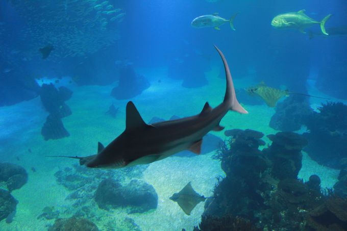 海洋生物から学ぶ未来への遺産 リスボン水族館 ポルトガル Lineトラベルjp 旅行ガイド