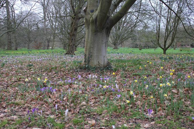 イギリスを代表する春の花「ラッパ水仙」と春を告げる花々