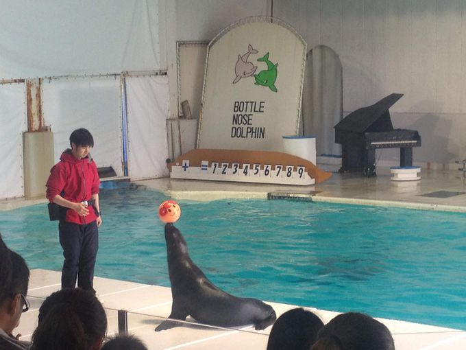 イルカが舞う トドが飛ぶ ショーで魅せる おたる水族館 北海道 Lineトラベルjp 旅行ガイド