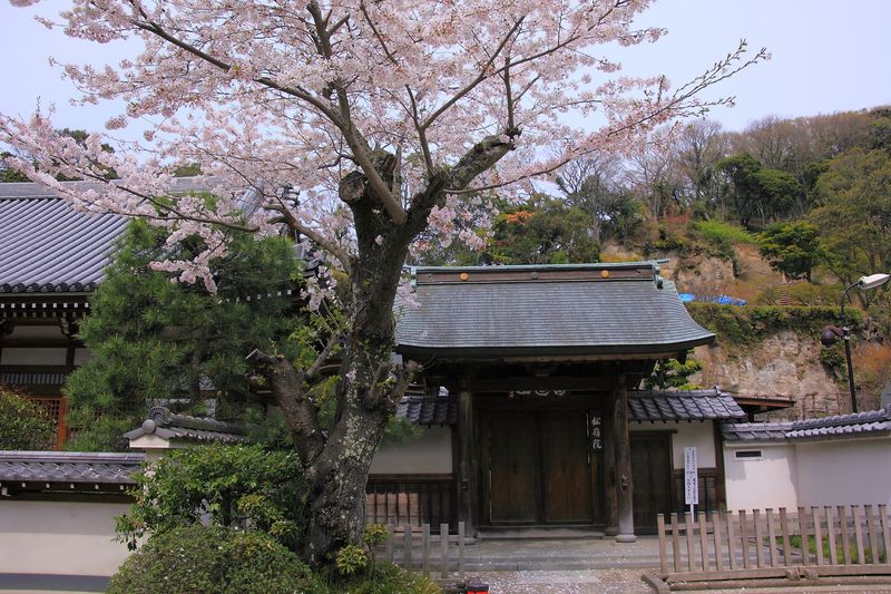 各塔頭と桜とのコラボが美しい「春」