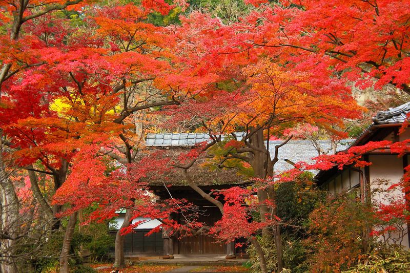 四季折々の顔が美しい！紫陽花の時期だけではない鎌倉「円覚寺」の魅力に迫る！