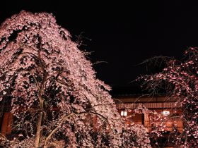 和と桜の共演ステージに感動！春に訪問すべき京都「祇園白川」
