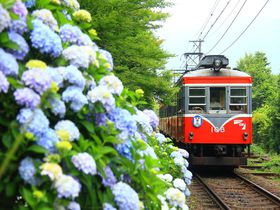 梅雨の時期必見！紫陽花と「箱根登山鉄道」撮影ベスト撮影地まとめ