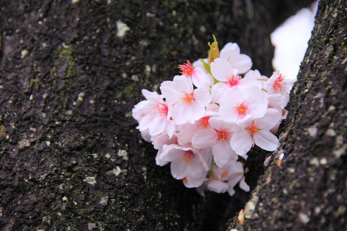 中には可愛らしい形で咲く桜の花も！