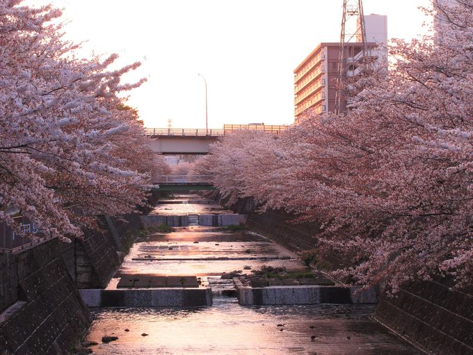 満開の桜が咲く東京 恩田川 で お花見を兼ねた散策を楽しもう 東京都 トラベルjp 旅行ガイド