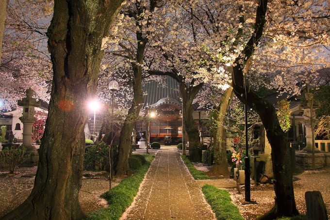 春の「東雲寺」境内は樹齢の高い桜の木が咲き乱れる！