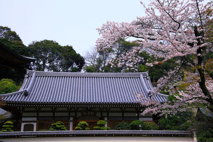 四季折々の顔が美しい 紫陽花の時期だけではない鎌倉 円覚寺 の魅力に迫る 神奈川県 Lineトラベルjp 旅行ガイド