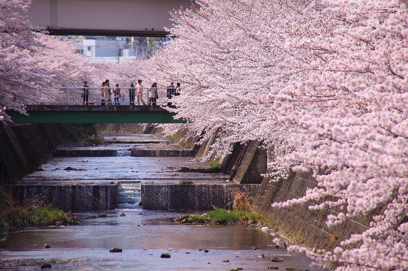 満開の桜が咲く東京「恩田川」で、お花見を兼ねた散策を楽しもう！