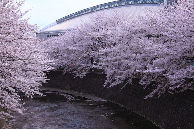 川の曲線美が桜並木を綺麗に見立てる、町田市総合体育館付近の「成瀬中央橋」