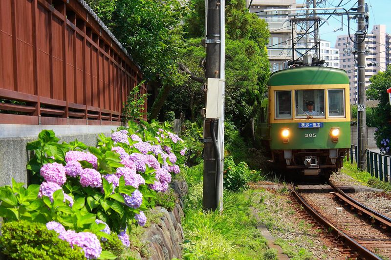 「湘南海岸公園駅前」の「善乃園」沿いに咲く紫陽花と江ノ電のコラボレーション