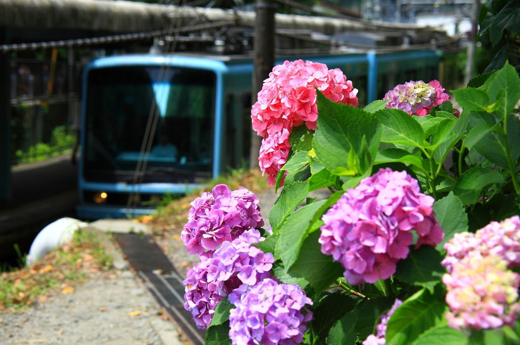 紫陽花と江ノ電を様々なアングルで捉えることができる「極楽寺駅」