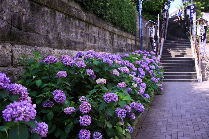 京華通り商店街側の北側参道階段脇には満開の紫陽花が咲き乱れる！
