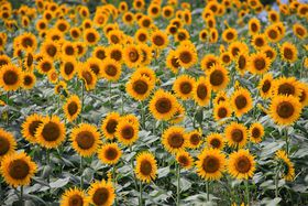 ���F���O�~�̐�i�I�_�ސ쌧���Ԏs�̍��ˈˋ����ӂЂ܂�蔨�̋L���T���l�C��