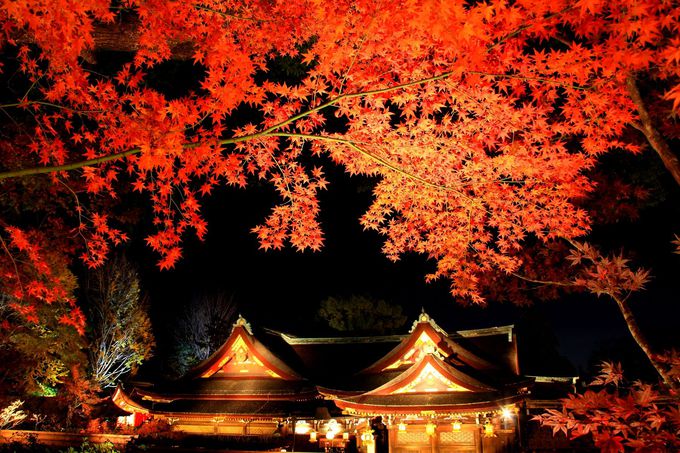 そうだ京都の紅葉名所、行こう！「北野天満宮・もみじ苑」
