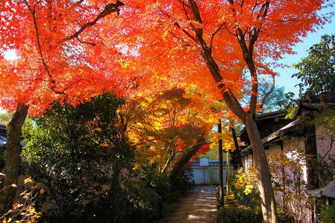 真っ赤な紅葉のトンネルと池泉回遊式山水庭園の紅葉に感動「退蔵院」