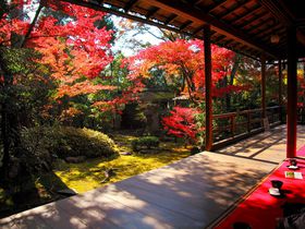 真っ赤な露地庭園が魅力！京都花園の「大法院」は絶景紅葉スポット！