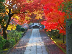 紅葉に燃える参道！京都「養源院」で戦国時代に思いを馳せる