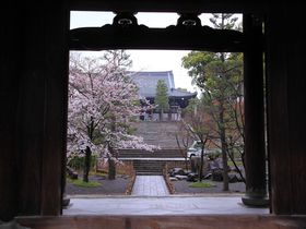 混雑知らずの桜の名所！“くろ谷様”こと京都「金戒光明寺」
