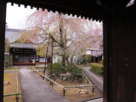 山門を潜って桜色の世界へおいでやす！春の京都「上品蓮台寺」