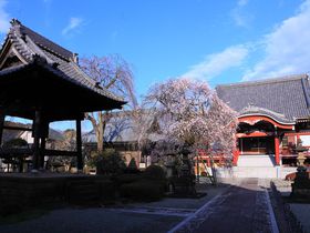 春の枝垂梅は必見！京都の寺院と間違えそうな町田「宏善寺」