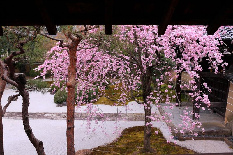 枝垂れ桜が満開の白砂庭園に釘付け!?京都西陣「妙顕寺」