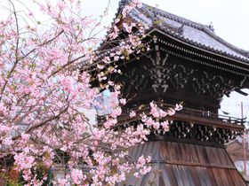 開花期間が約半年間!?京都西陣の「妙蓮寺」に咲く御会式桜を見に行こう！