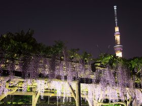 日没後が狙いどき！藤が咲き乱れるGWの東京「亀戸天神」