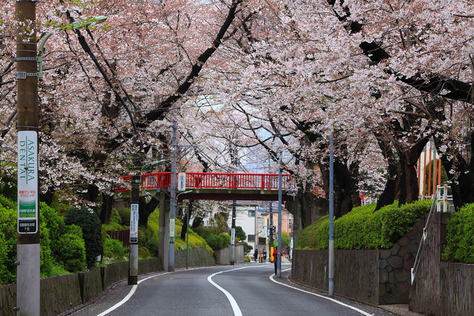 福山雅治さんが歌う 桜坂 の舞台は大田区田園調布にあり 東京都 トラベルjp 旅行ガイド