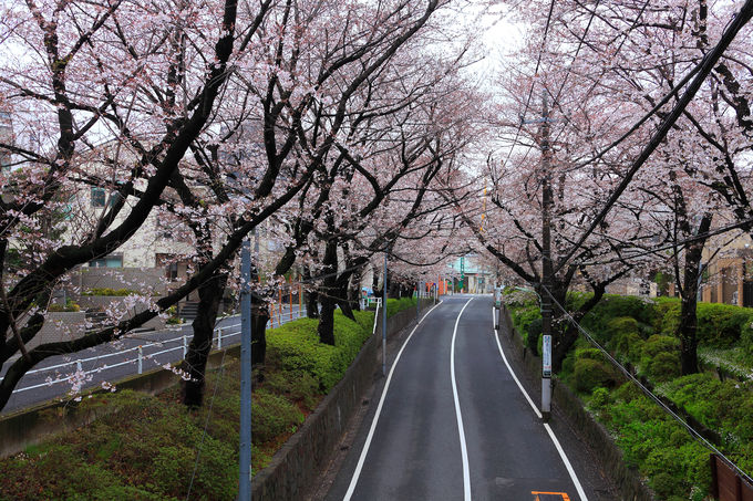 「桜坂」の名物の赤い橋