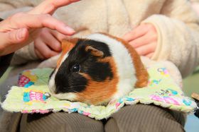 �������ɖ����ꂽ���H���R�L�x�ȉ��l�u���ǂ����R�����v�͋G�ߖ�킸���͑�̋L���T���l�C��