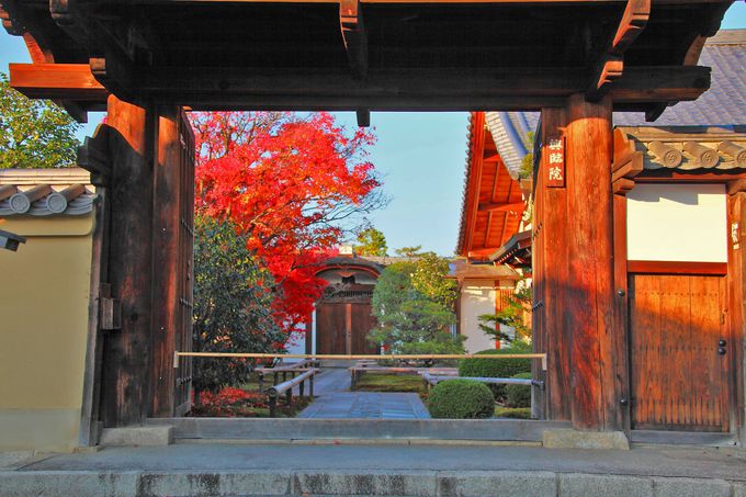 これで穴場なの 真っ赤な紅葉庭園が美しい京都 興臨院 京都府 トラベルjp 旅行ガイド