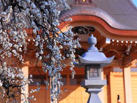 隠れた梅の花の名所は眺望もよし！町田郊外の「養運寺」