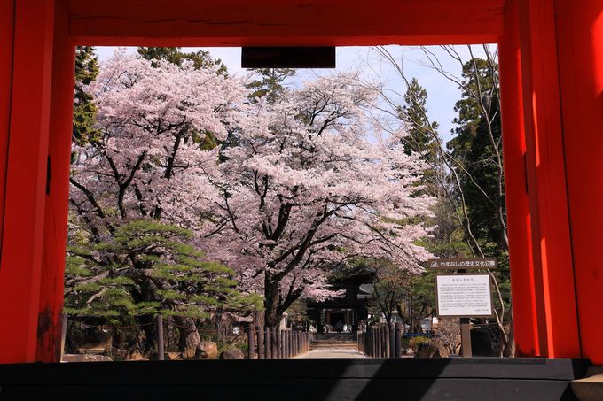 武田の菩提寺に咲く桜は甲斐の国の春の訪れ 山梨 恵林寺 山梨県 Lineトラベルjp 旅行ガイド