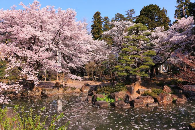 武田の菩提寺に咲く桜は甲斐の国の春の訪れ 山梨 恵林寺 山梨県 Lineトラベルjp 旅行ガイド