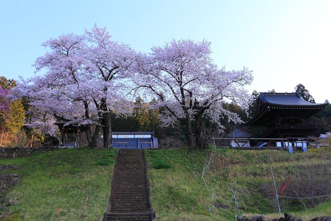 春の「永昌院」の見所は参道階段を上る手前から！