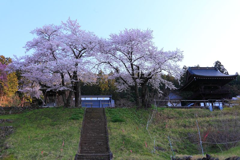 桜色に染まる天空の城のよう！山梨市の中腹に聳える「永昌院」