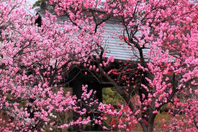 ƉԓɈ͂܂ꂽŖC𖡂킨IRuv̋LTlC