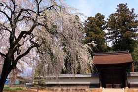 J̌ÙQq͋C߂āIRbBsuԎv̋LTlC