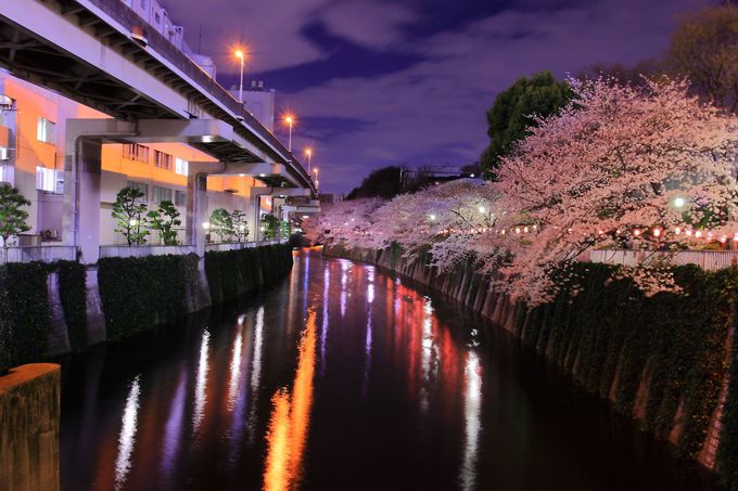 本当は内緒にしておきたい 東京都心の夜桜観賞スポット５選 東京都 トラベルjp 旅行ガイド