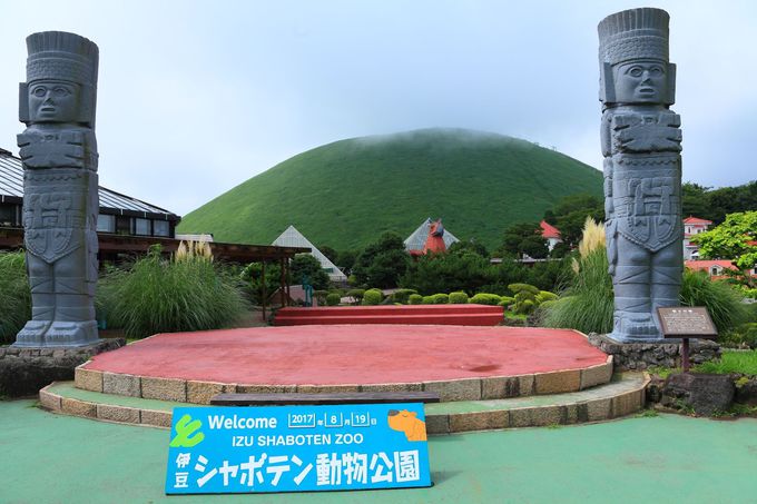 伊豆シャボテン動物公園 サボテン狩りやカピバラとのふれあいも 静岡県 Lineトラベルjp 旅行ガイド