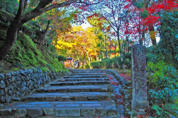 見所は紅葉だけでない！竹林の先は何処へ？京都「化野念仏寺」 | 京都