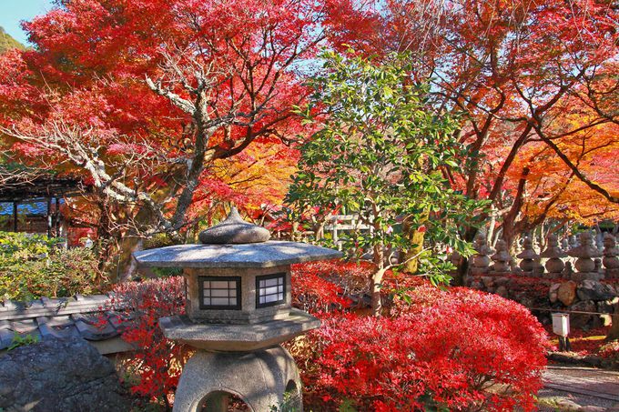 見所は紅葉だけでない！竹林の先は何処へ？京都「化野念仏寺」 | 京都