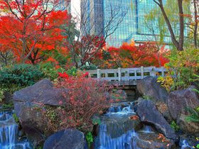 紅葉の隠れた名所って知ってた？東京ミッドタウン「檜町公園」