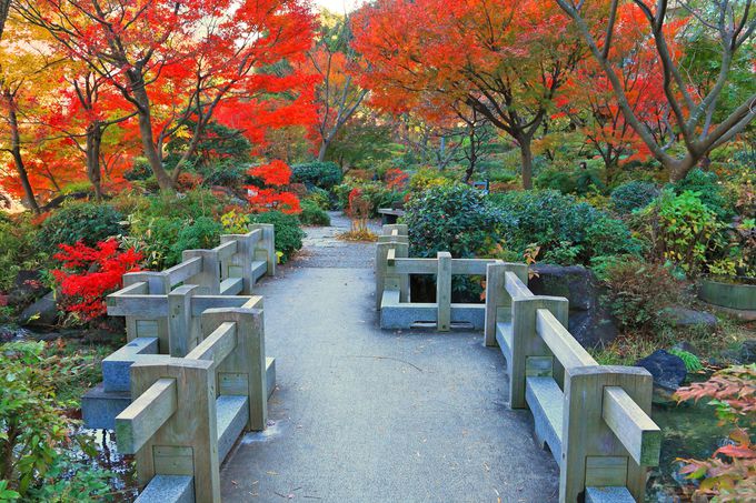 �u�w�������v�֓���ƌ}���Ă����g�t�̉�L