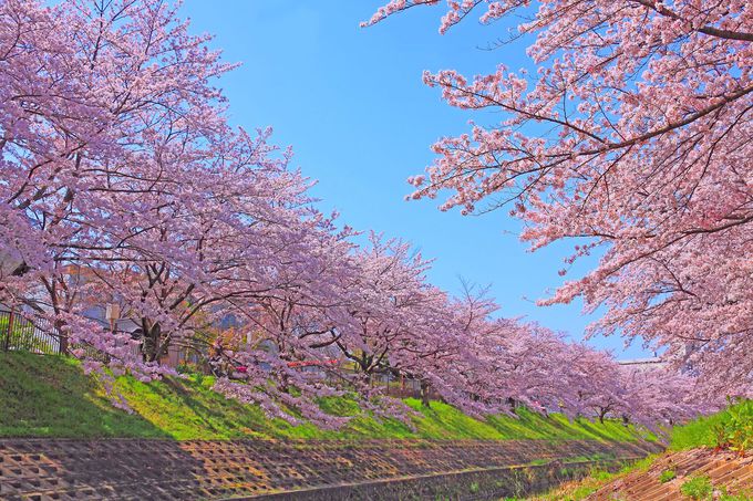 春の絶景を見に行こう！桜の本数が奈良市内最多の「佐保川」
