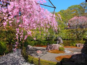 陰と陽どちらが好み？しだれ桜と枯山水が美しい京都「退蔵院」