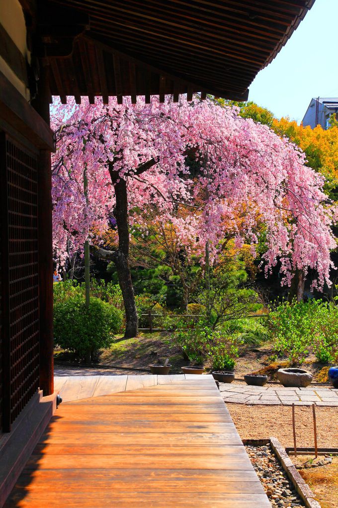 春の花園とはまさにこのこと 桜が美しすぎる京都 法金剛院 京都府 Lineトラベルjp 旅行ガイド